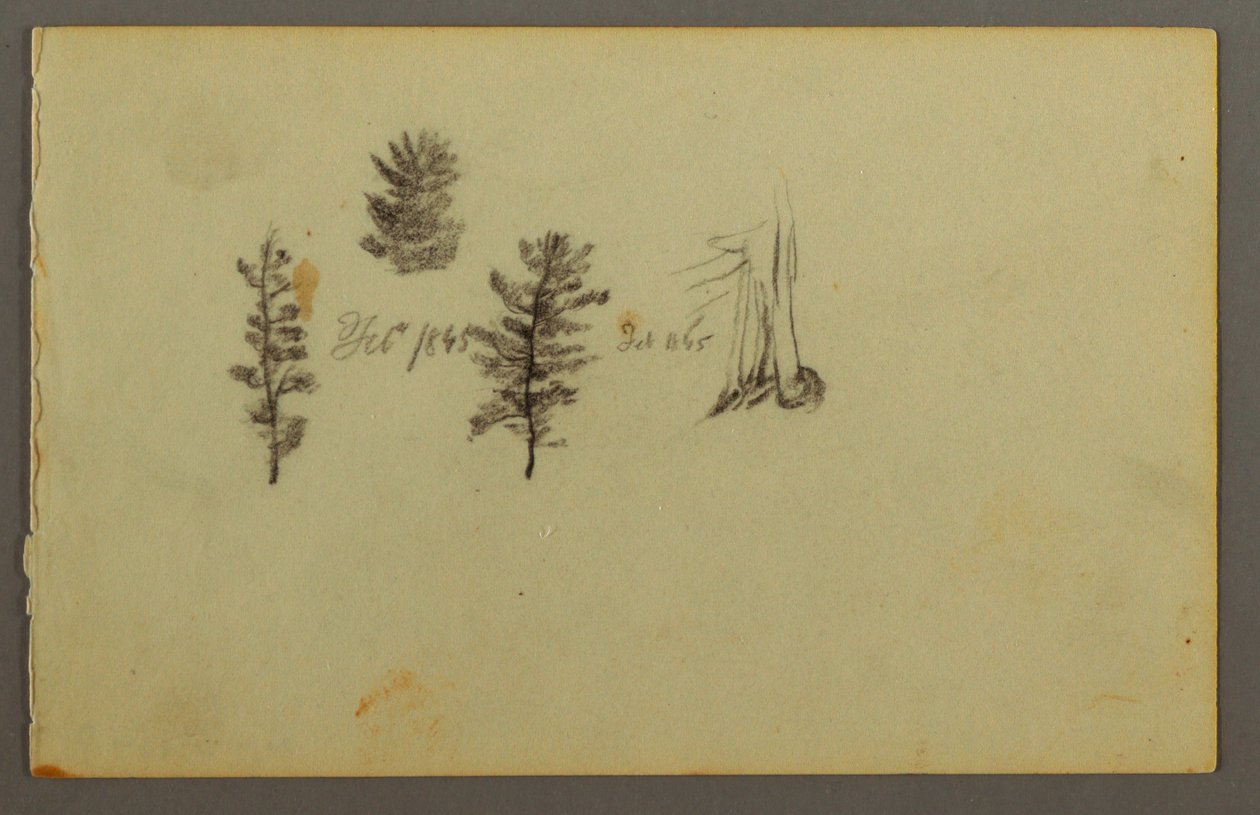 Tegning, Tre stedsegrønne planter, 1845 af Frederic Edwin Church