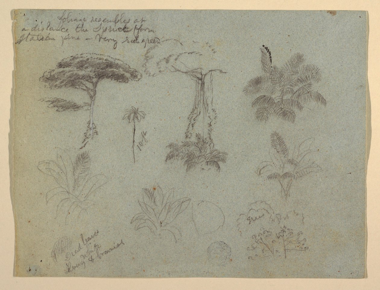 Tegning, Træstudier set fra Rio Magadalena, Colombia, 1853 af Frederic Edwin Church