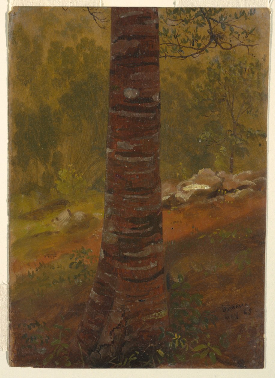 Tegning, træstamme, maj 1865 af Frederic Edwin Church
