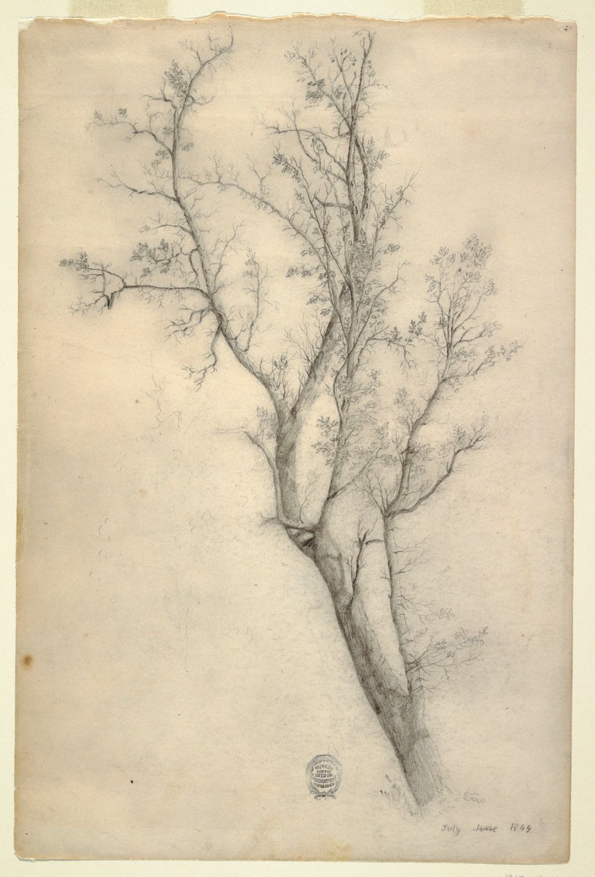 Tegning, Træ med mange grene, juli 1844 af Frederic Edwin Church