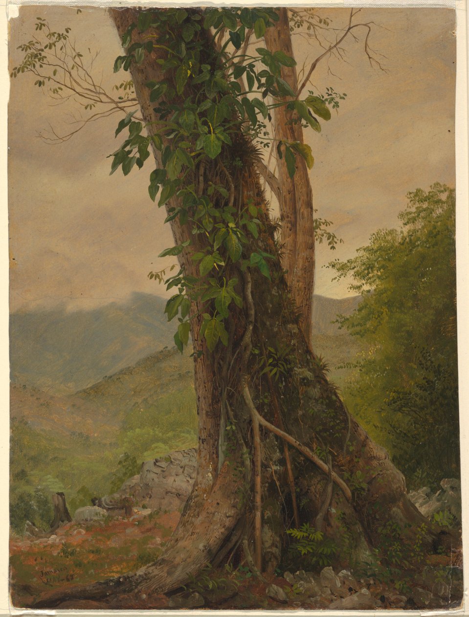 Tegning, træ med vinranker, Jamaica, Vestindien, maj 1865 af Frederic Edwin Church