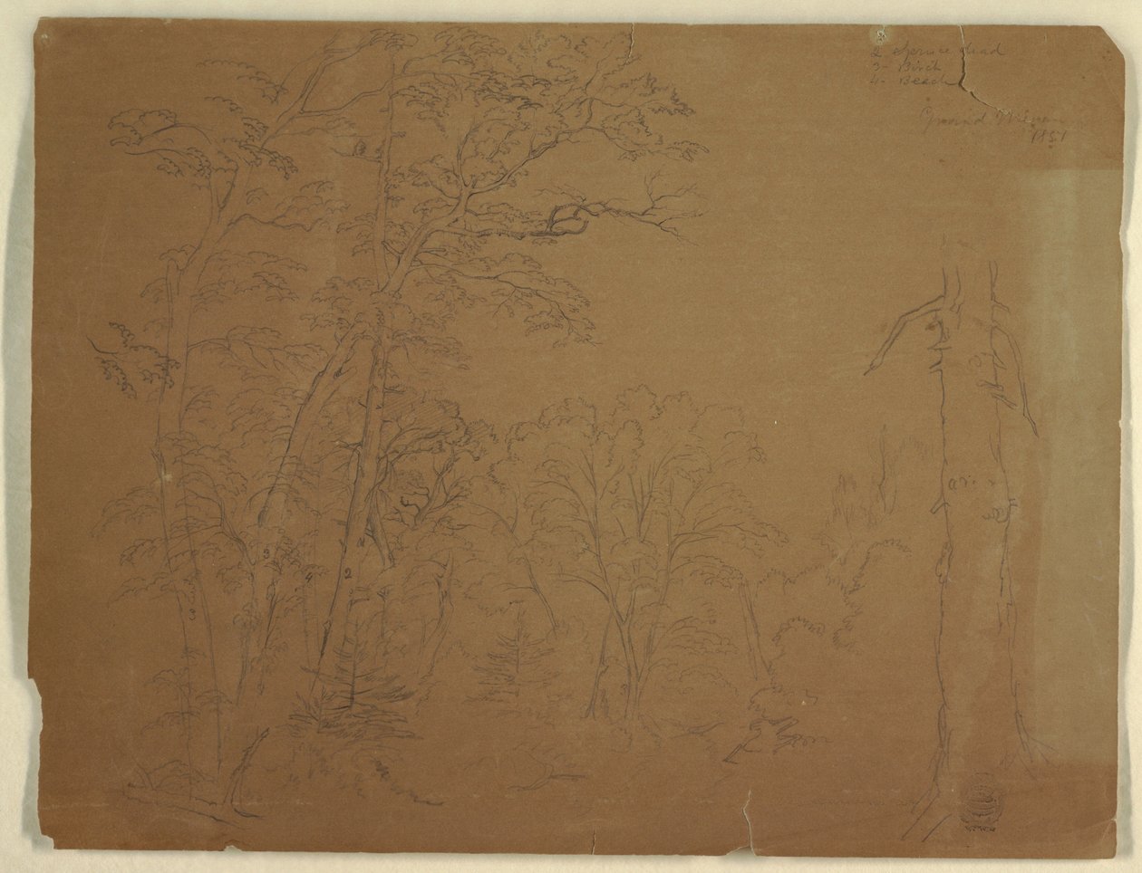Tegning, træer, Grand Manan Island, Canada, 1851 af Frederic Edwin Church