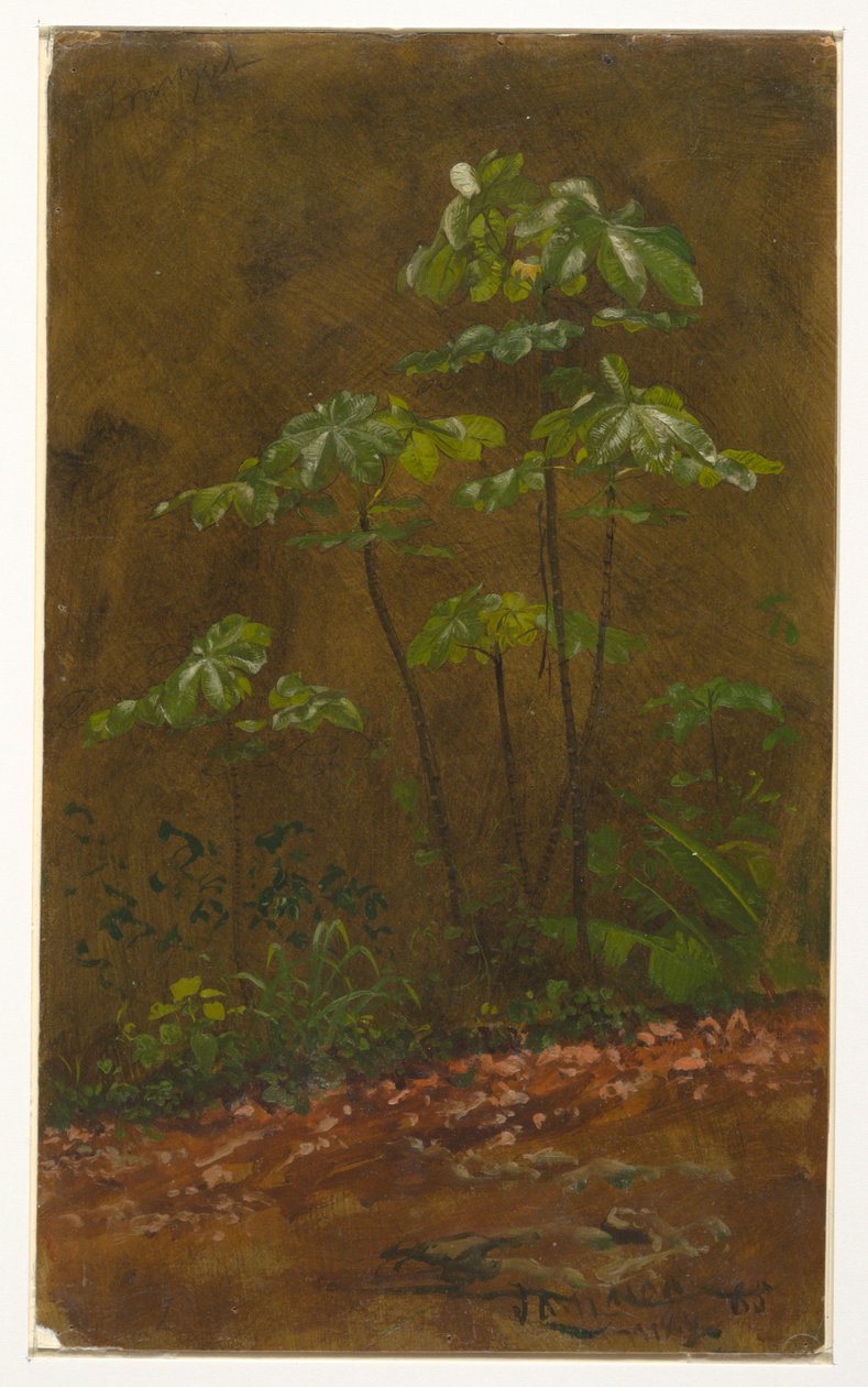 Tegning, "Trumpet Tree", maj 1865 af Frederic Edwin Church