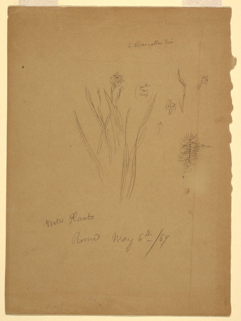 Tegning, vandplanter, Rom Italien af Frederic Edwin Church
