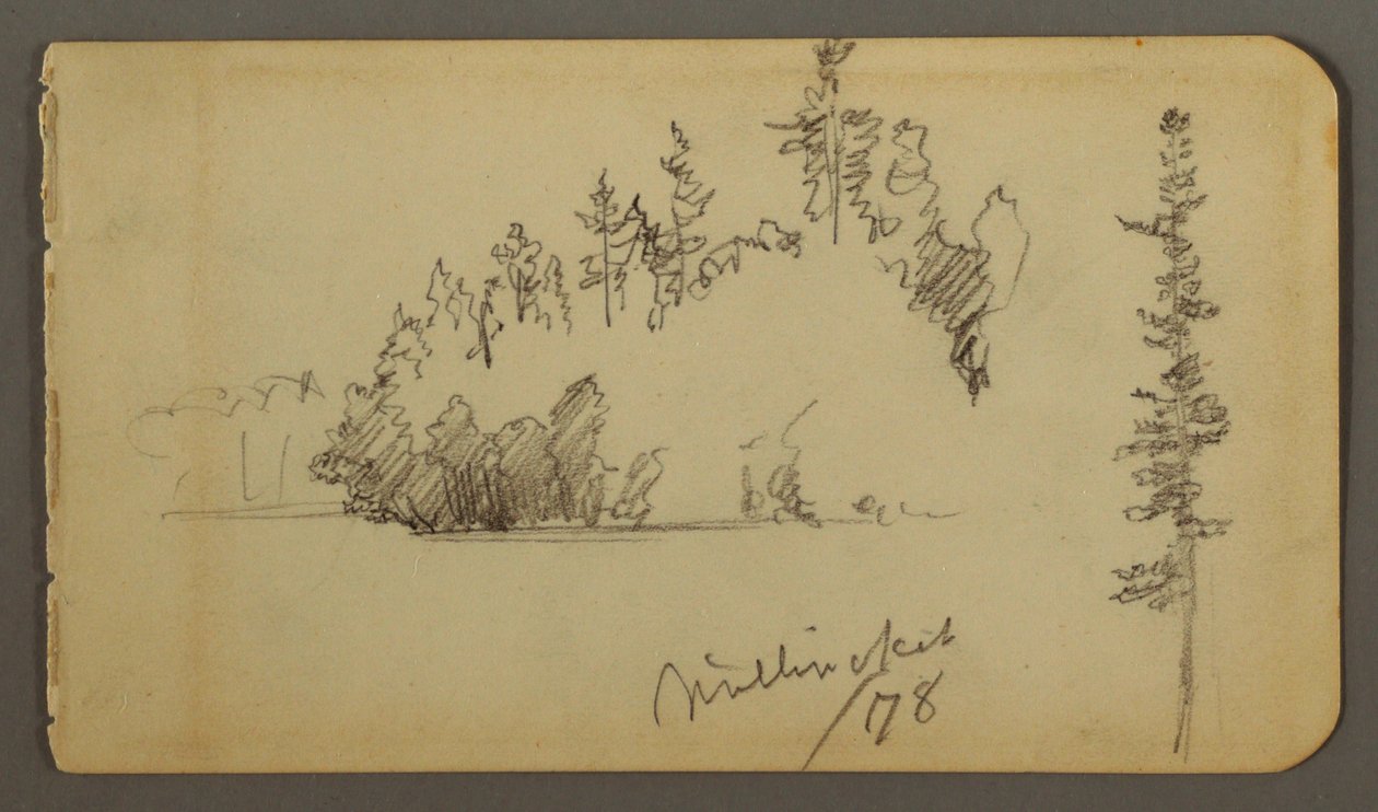 Tegning, Skovbred, træstudie, 1878 af Frederic Edwin Church