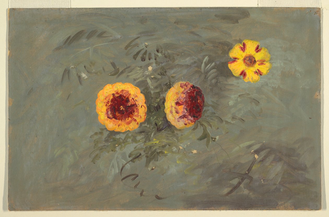Tegning, Zinnias, 1860-70 af Frederic Edwin Church