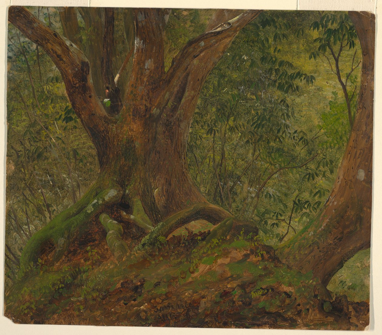 I skoven, Jamaica af Frederic Edwin Church