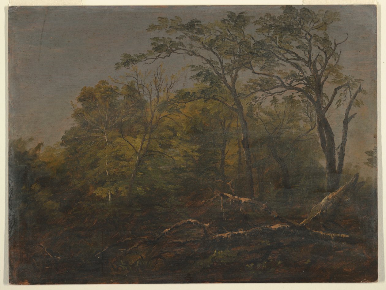 Maine Woods af Frederic Edwin Church