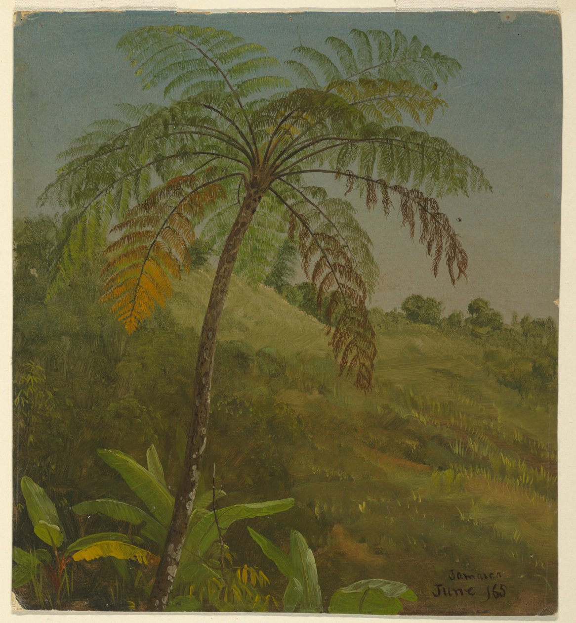 Palme, Jamaica af Frederic Edwin Church