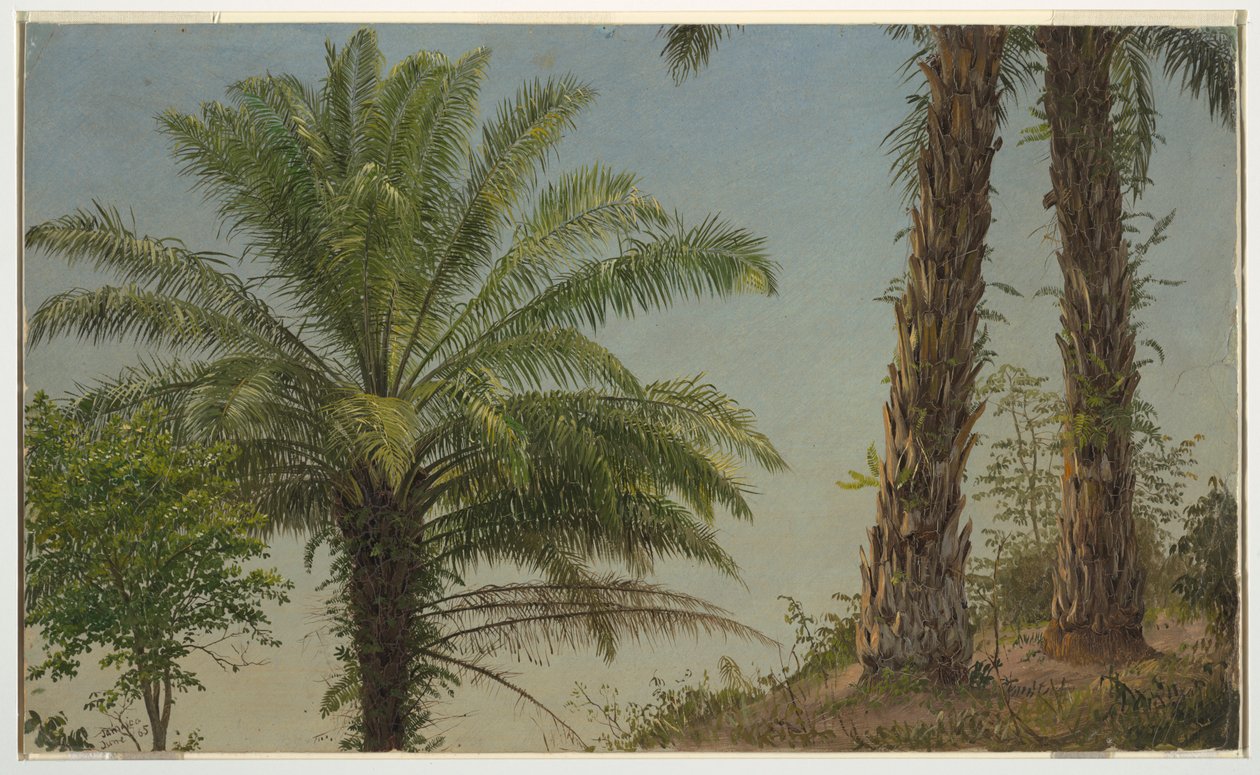 Palmer, Jamaica af Frederic Edwin Church