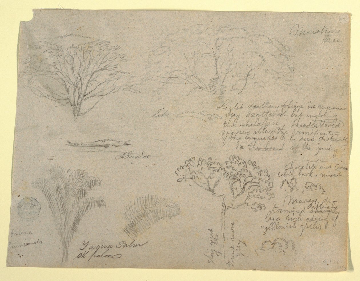 Serie af botaniske studier, herunder en alligator og et monstrøst træ, set fra Rio Magdalena, Colombia af Frederic Edwin Church