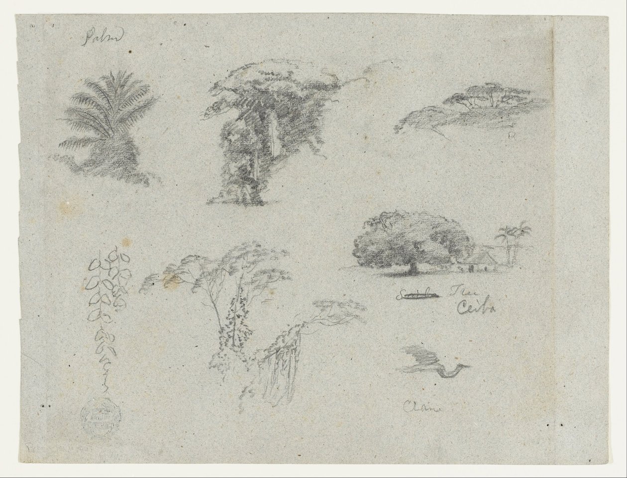 Skitser fra Sydamerika.  Botaniske skitser.   Flyvende trane. af Frederic Edwin Church