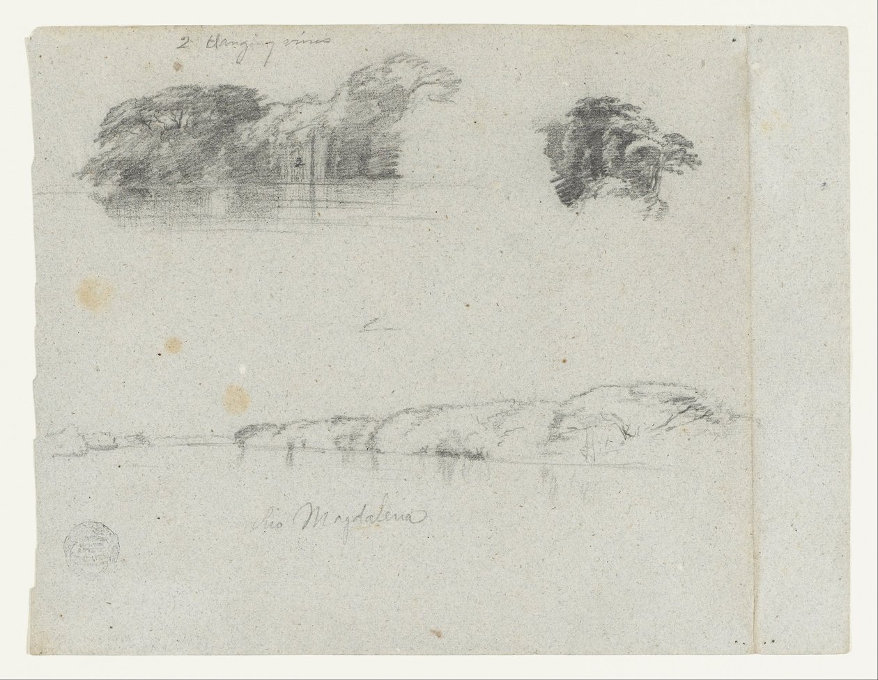 Skitser af træer, vinstokke og en bred af Rio Magdalena, Columbia af Frederic Edwin Church