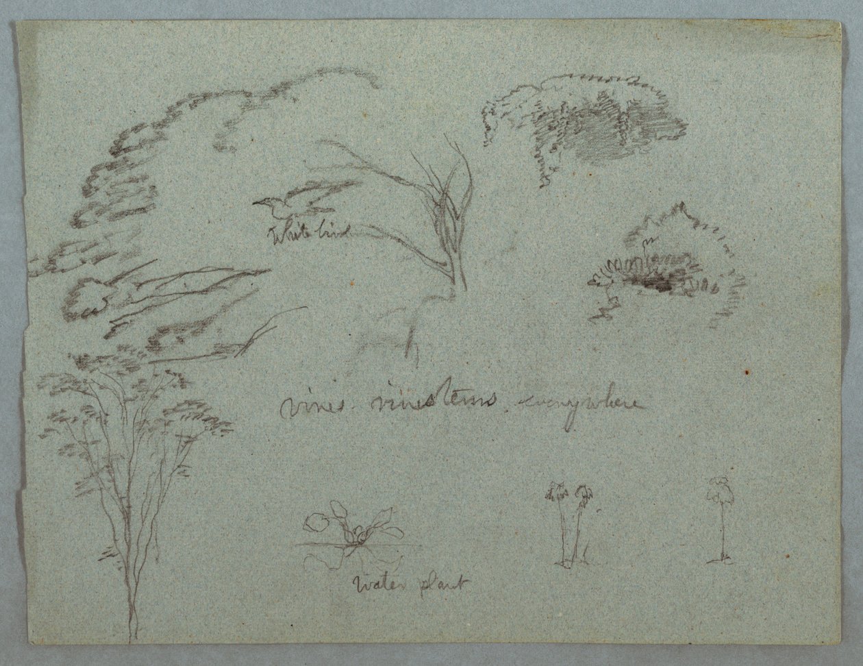 Undersøgelser fra Rio Magdalena, Colombia: trætoppe, flyvende hvide fugle, vinstokke og tre blomstrende planter af Frederic Edwin Church