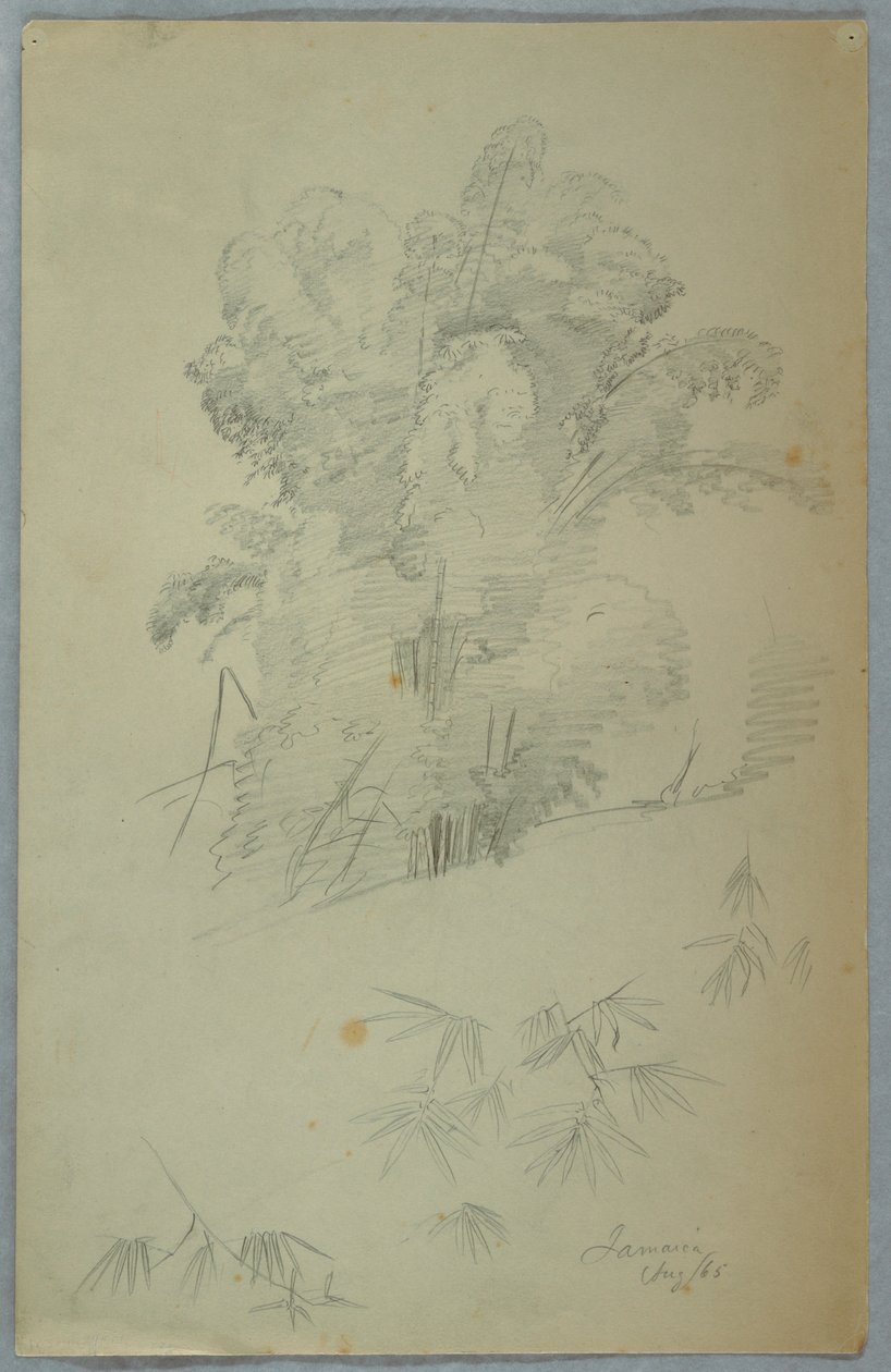 Studier af træer og grene, Jamaica af Frederic Edwin Church
