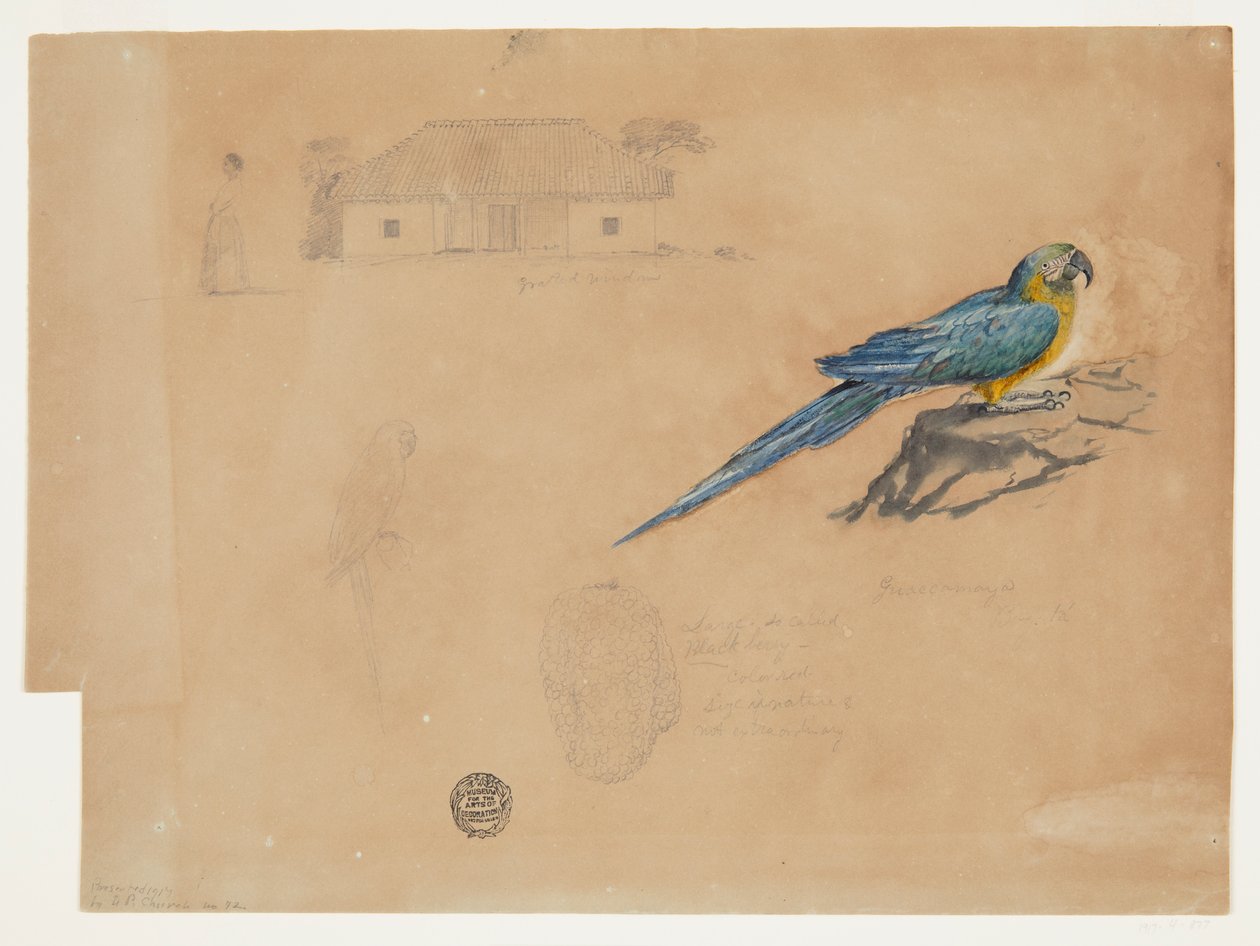 Studie af Guacamaya, Bogota, Colombia af Frederic Edwin Church