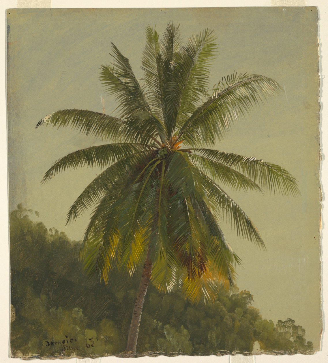 Undersøgelse af Palm Tree, Jamaica af Frederic Edwin Church