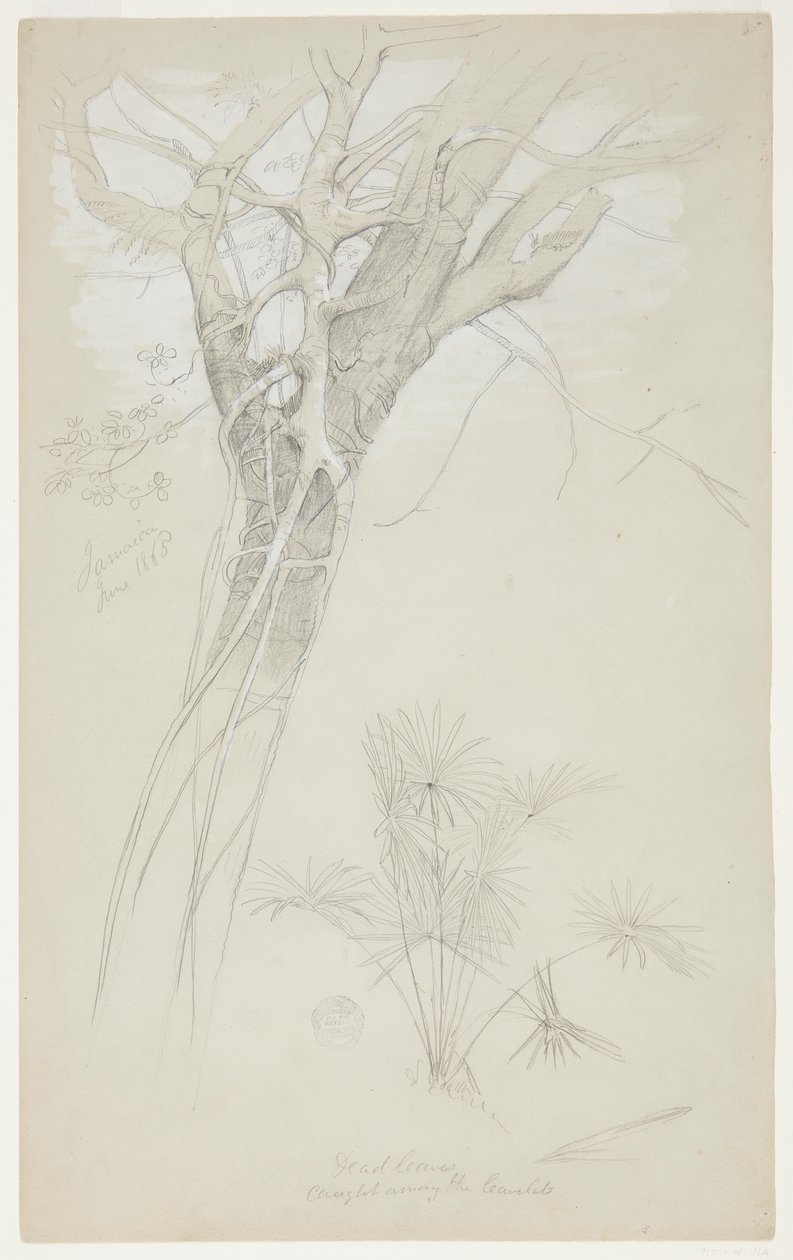 Undersøgelse af træstamme, parasitvin og palmeplante, Jamaica af Frederic Edwin Church