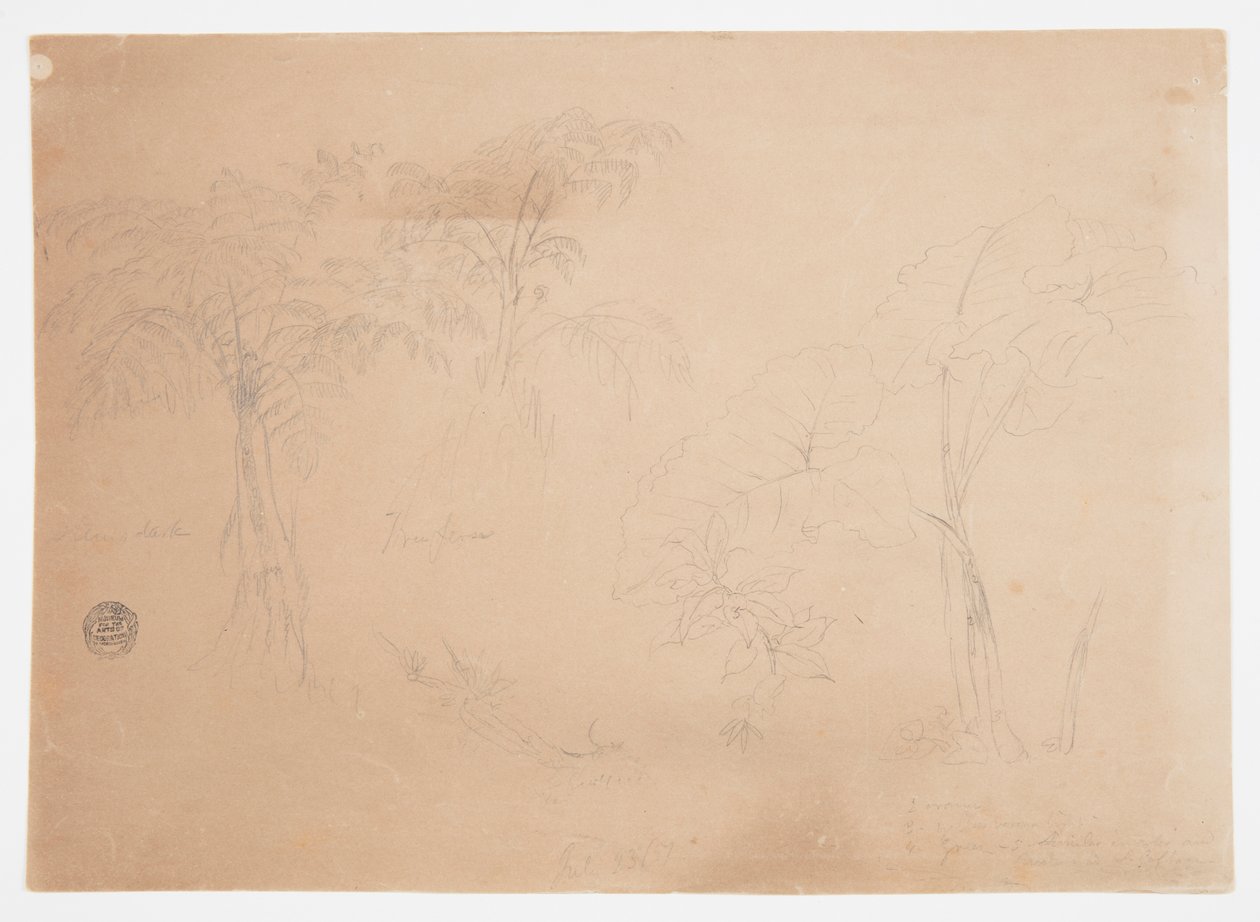 Undersøgelse af to træer og tre planter, nær Jorje, Ecuador af Frederic Edwin Church