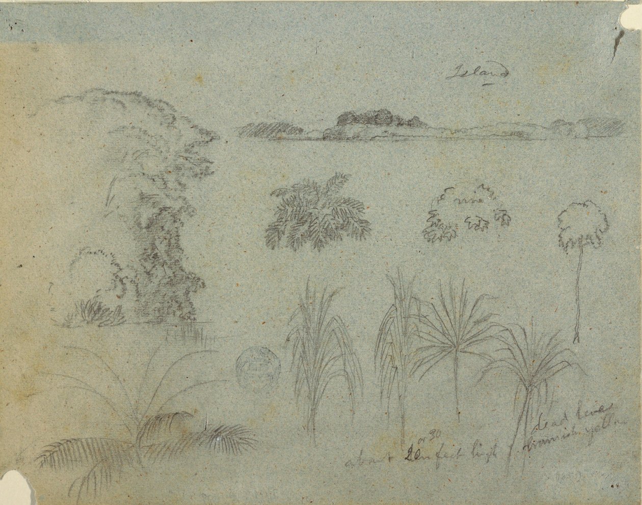 Studer med trætoppe, træer, fem designs af planter og en fjern ø af Frederic Edwin Church
