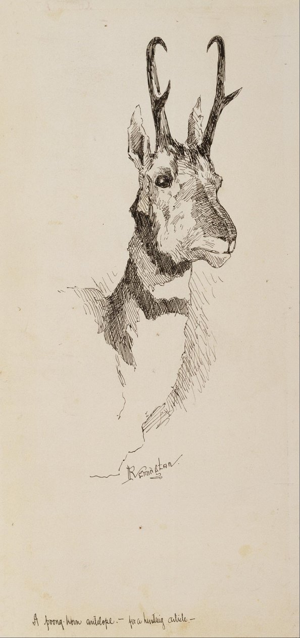 En Pronghorn-antilope af Frederic Remington