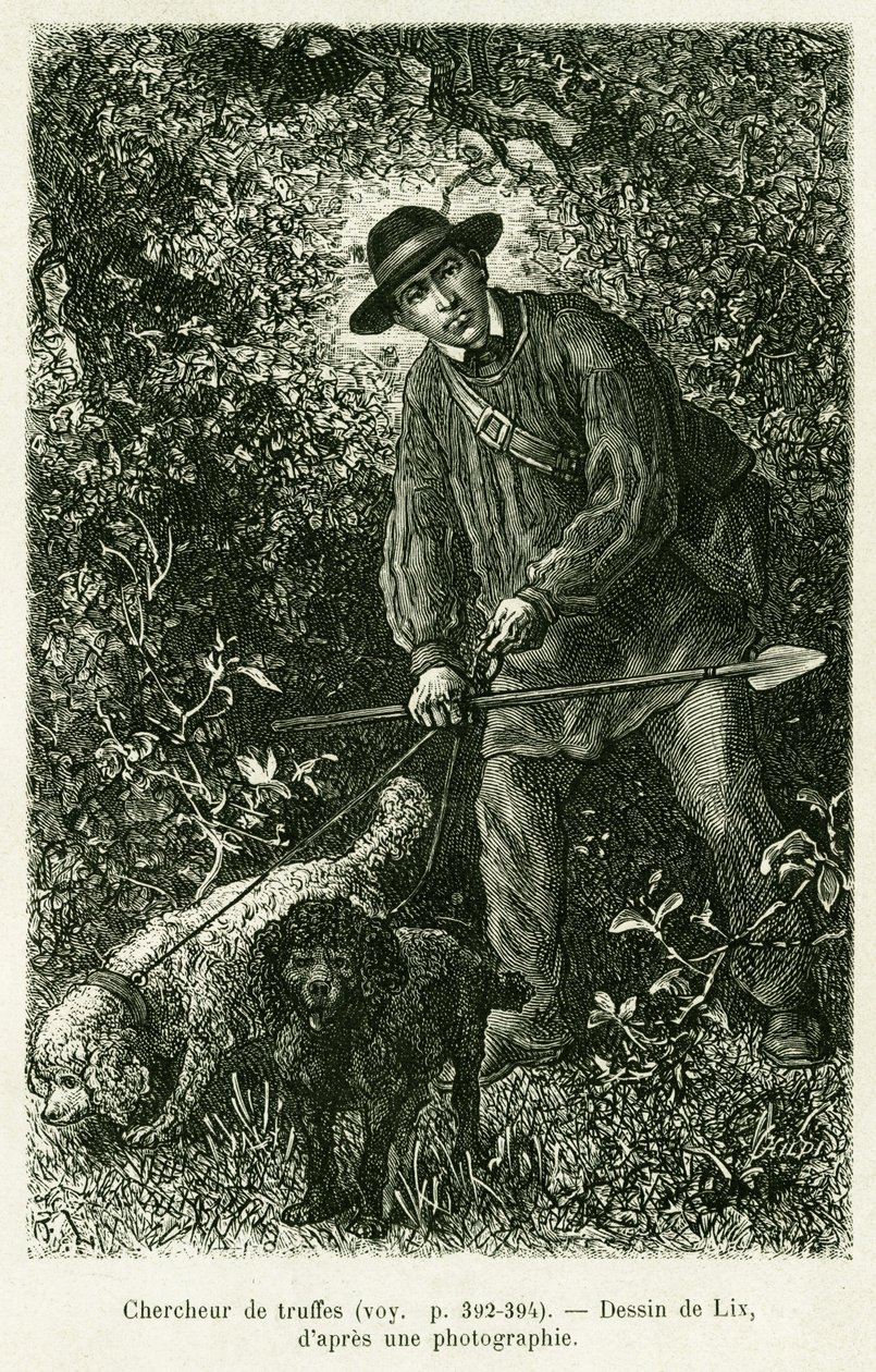 En trøffelsøgende. Gravering af Lix for at illustrere historien A Through Alsace and Lorraine, af Charles Grad, tysk deputeret, i 1884, i tour du monde 1886, instrueret af Edouard Charton (1807-1890), Hachette, Paris. af Frederic Theodore Lix