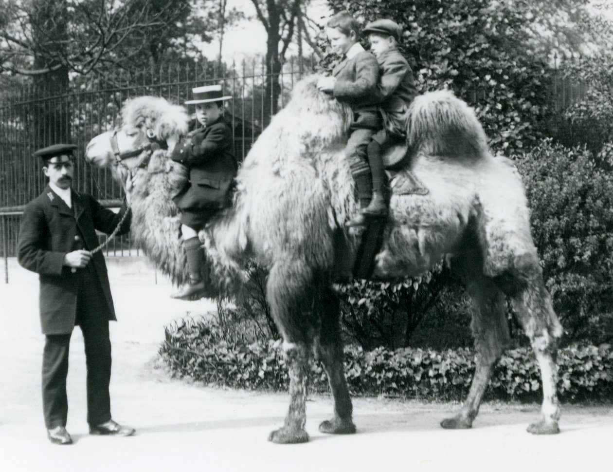En tur med Bactrian Camel i London Zoo, ca. 1913 af Frederick William Bond