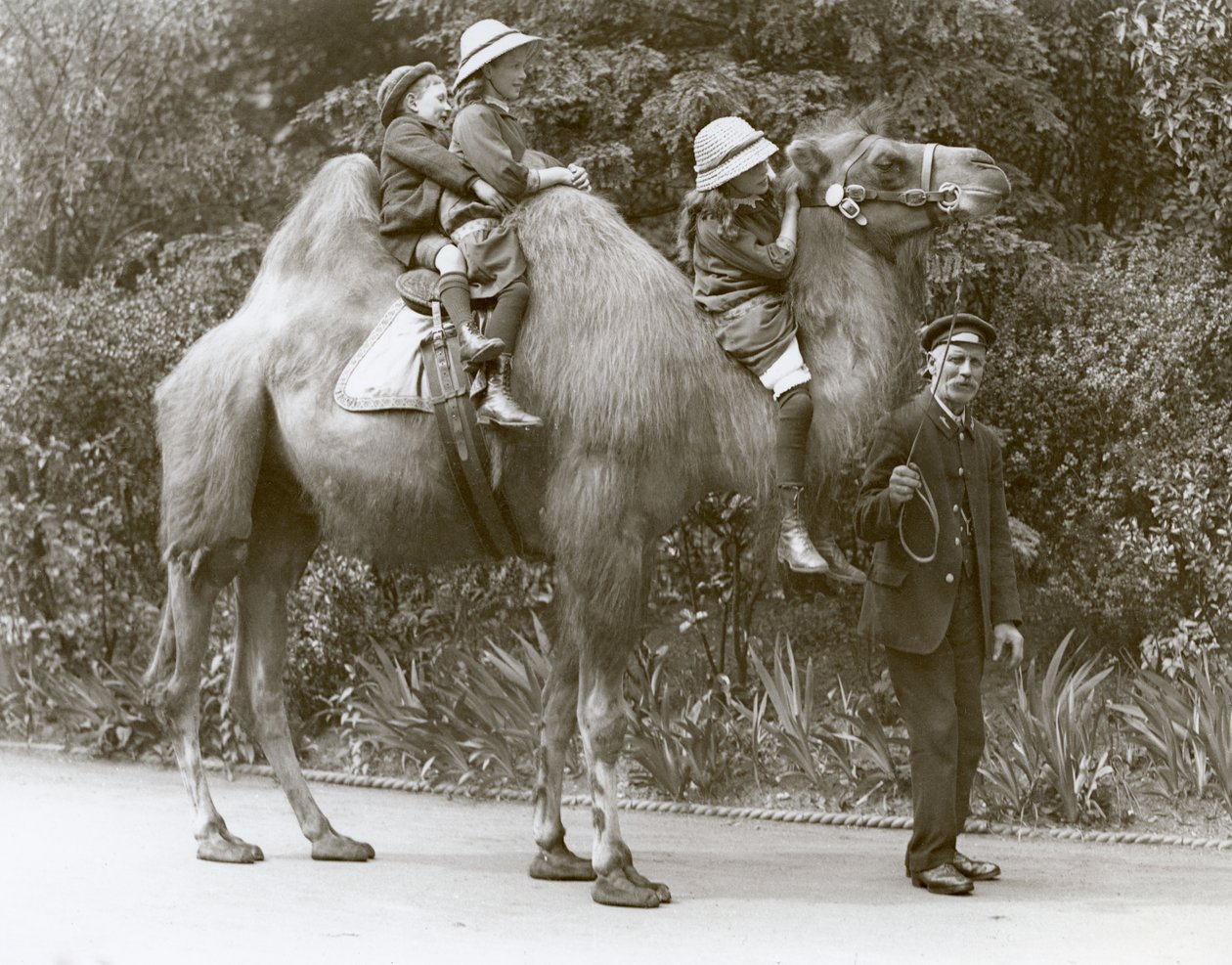 En Bactrian Camel-tur med målmand og tre børn i London Zoo, maj 1914 af Frederick William Bond