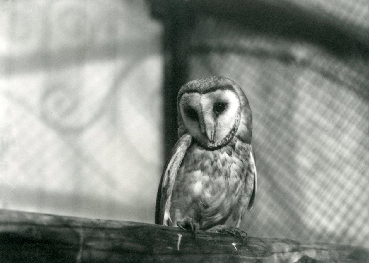 A Barn Owl i London Zoo, januar 1922 af Frederick William Bond