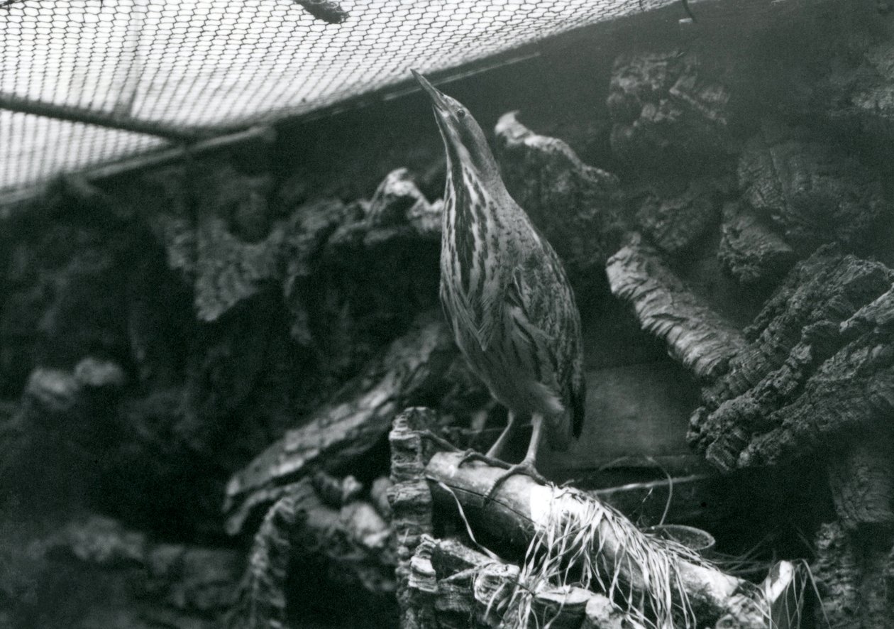 A Bittern i London Zoo, juni 1922 af Frederick William Bond