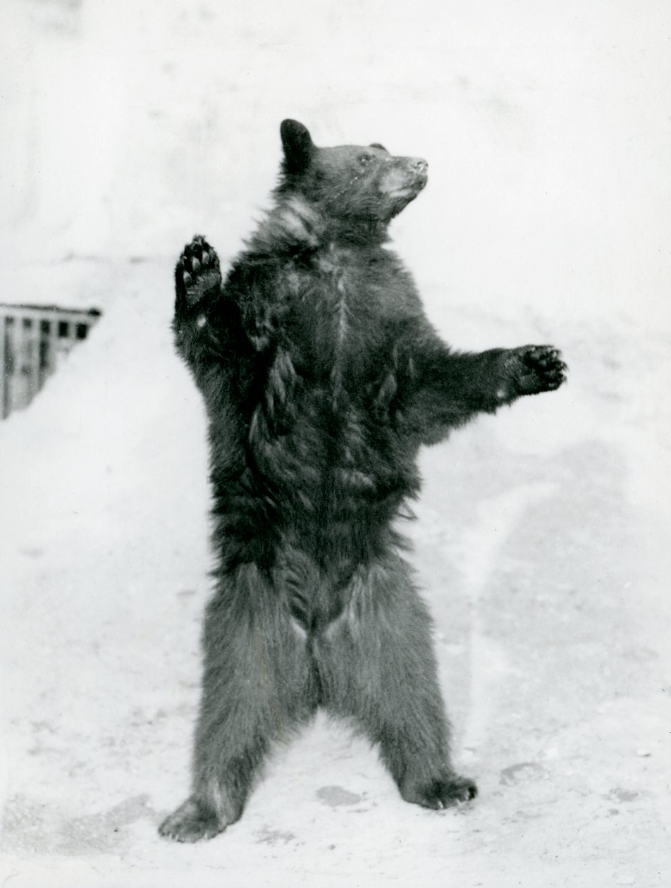 En sort bjørn stående i sin indhegning, på Mappin Terraces, i London Zoo i 1917 (bw foto) af Frederick William Bond