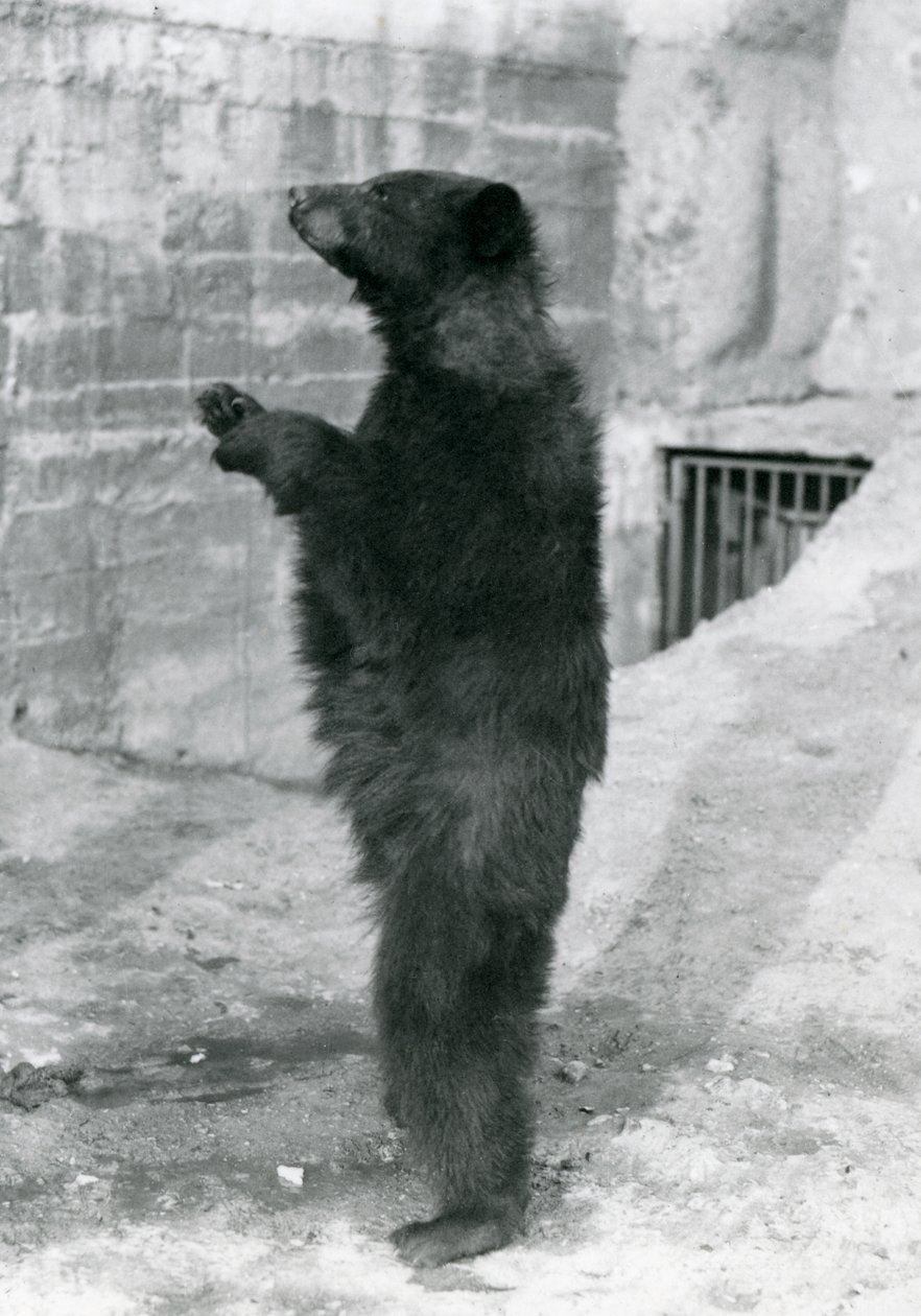 En sort bjørn stående oprejst i sin indhegning, på Mappin Terraces, i London Zoo i 1921 (bw foto) af Frederick William Bond