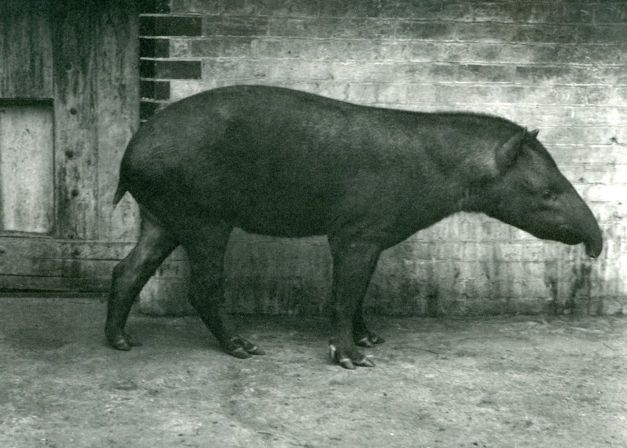 En brasiliansk eller sydamerikansk tapir i London Zoo, september 1922 (bw foto) af Frederick William Bond