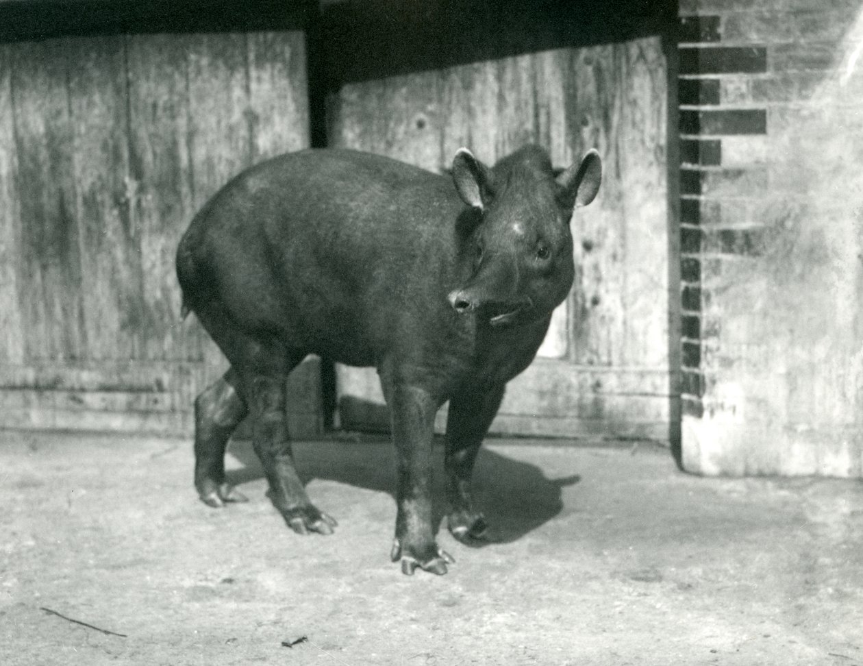 En brasiliansk eller sydamerikansk tapir i London Zoo, september 1922 (bw foto) af Frederick William Bond