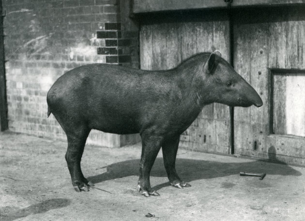 En brasiliansk eller sydamerikansk tapir i London Zoo, september 1922 (bw foto) af Frederick William Bond