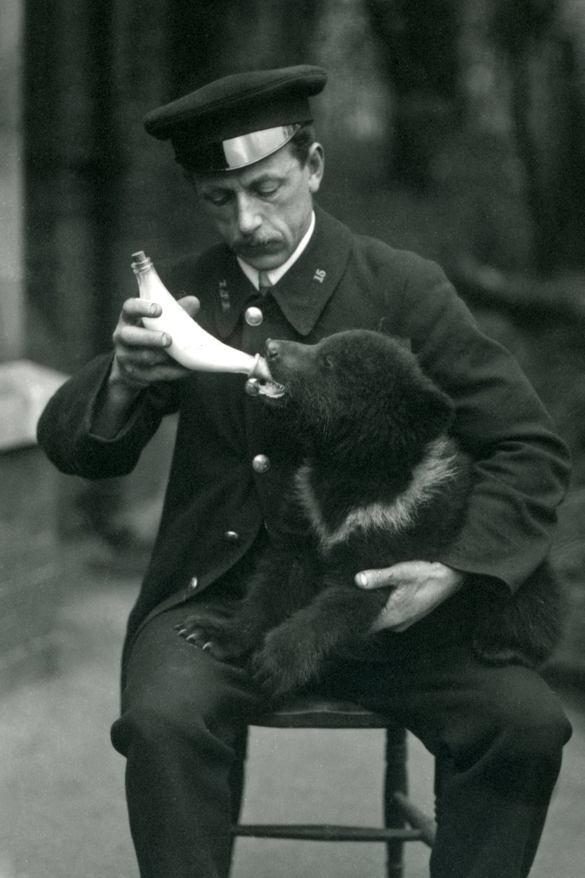 En brunbjørneunge bliver flaskefodret af målmanden Leslie Martin Flewin i London Zoo i maj 1914 af Frederick William Bond