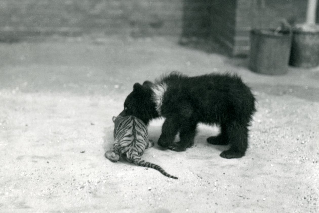 En brunbjørnunge leger med en tigerunge i London Zoo, april 1914 af Frederick William Bond
