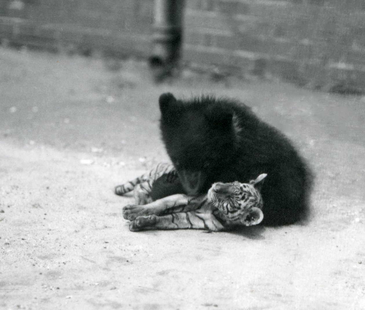En brunbjørneunge leger med en tigerunge i London Zoo, april 1914 af Frederick William Bond