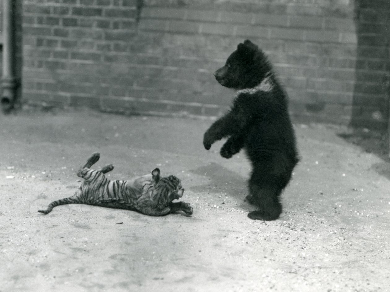 En brunbjørneunge leger med en tigerunge i London Zoo, april 1914 af Frederick William Bond