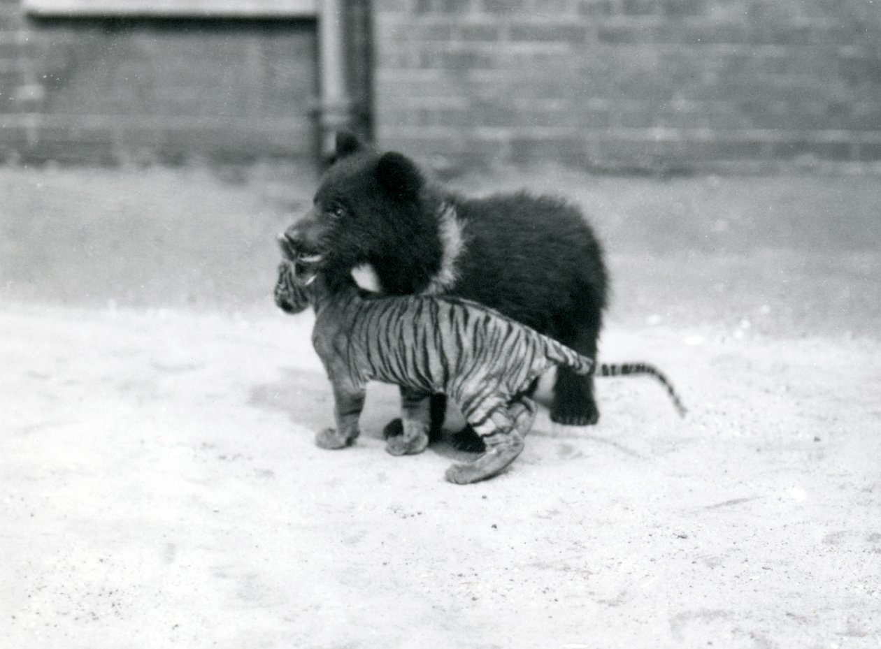 En brunbjørnunge leger med en tigerunge i London Zoo, april 1914 af Frederick William Bond