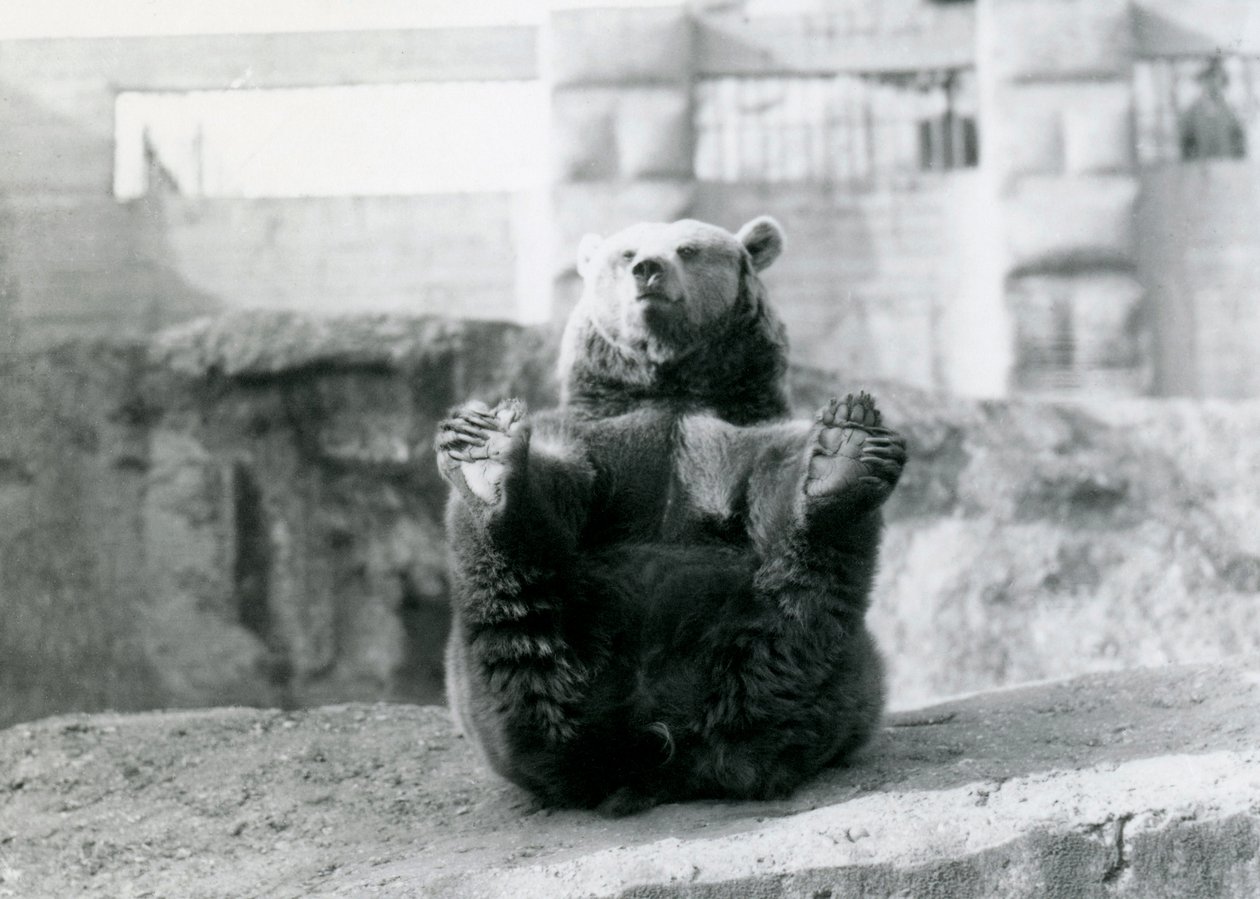 En brun bjørn læner sig tilbage og holder bagfødderne med poterne, Mappin Terraces, London Zoo, august 1921 af Frederick William Bond