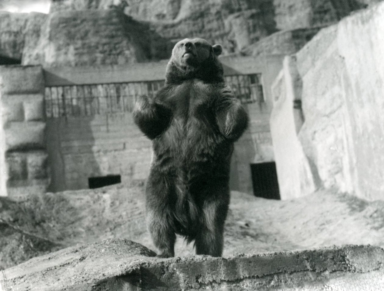En brun bjørn står oprejst på bagbenene, Mappin Terraces, London Zoo, august 1921 af Frederick William Bond
