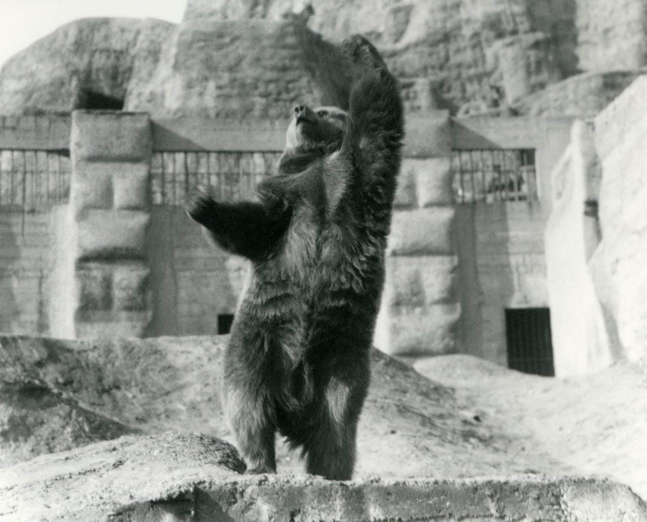 En brun bjørn står oprejst på bagbenene og rækker mod himlen, Mappin Terraces, London Zoo, august 1921 af Frederick William Bond