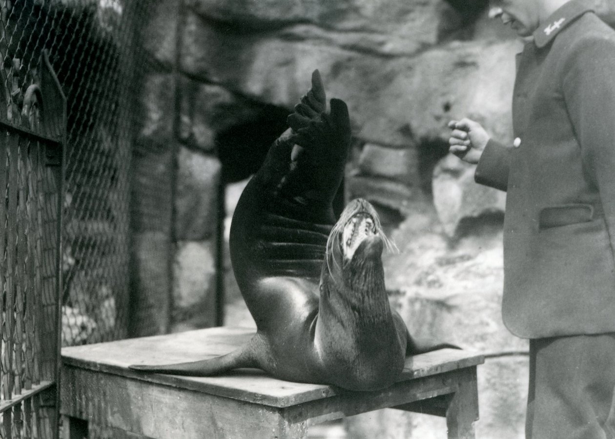 En californisk søløve optræder for sin vogter i London Zoo, juli 1921 af Frederick William Bond