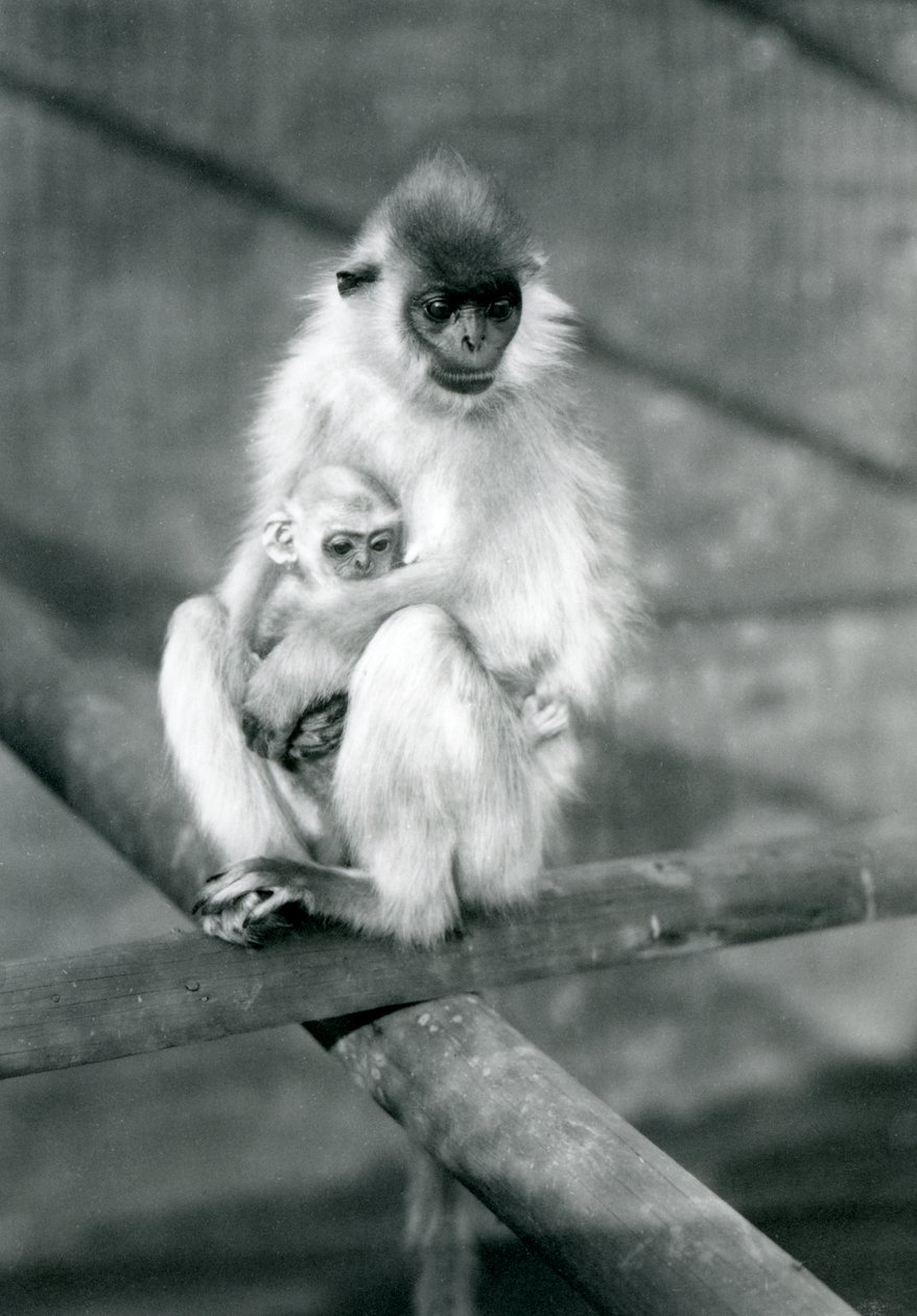 En capped Langur holder baby mens han sidder på en bjælke, London Zoo, 11. november 1913 af Frederick William Bond