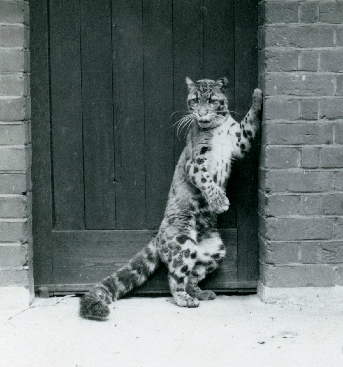 En skyet leopard står på bagbenene og læner sig tilbage i en døråbning, London Zoo, 1922 (bw foto) af Frederick William Bond