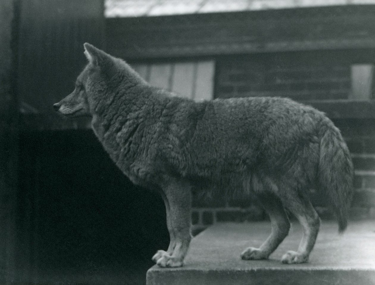 En prærieulv i London Zoo, oktober 1920 af Frederick William Bond