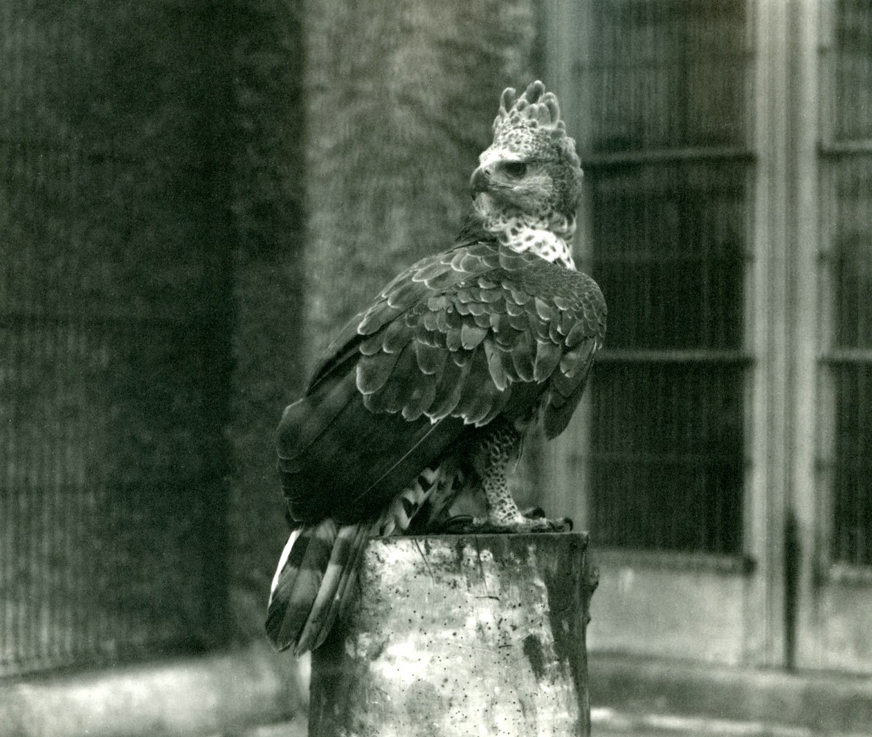 En kronet ørn i London Zoo, juni 1922 af Frederick William Bond