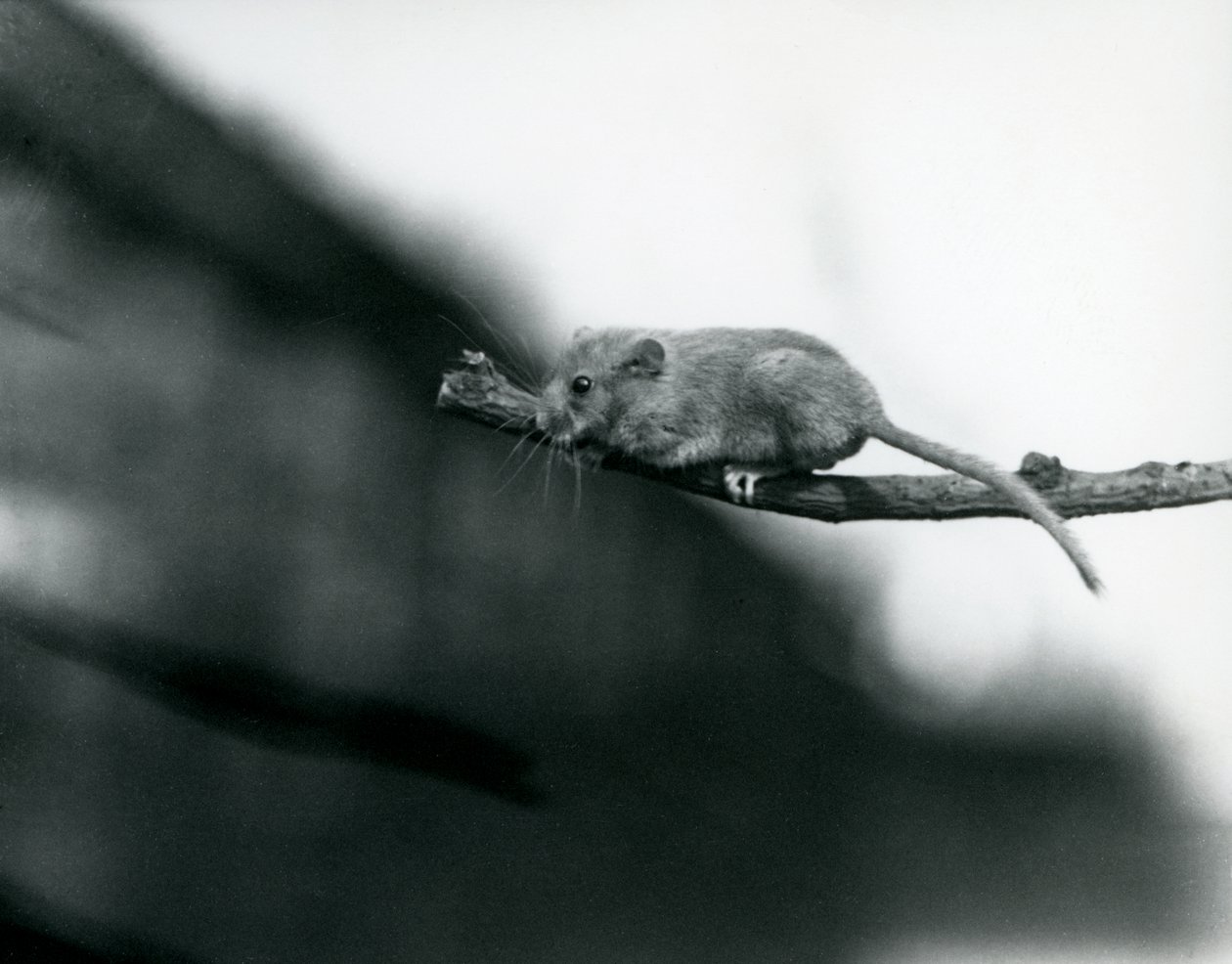 En sovemus på en gren i London Zoo, maj 1914 bw foto af Frederick William Bond