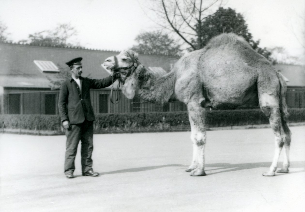 En dromedar eller arabisk kamel med målmanden W. Styles i London Zoo i 1923 (bw foto) af Frederick William Bond